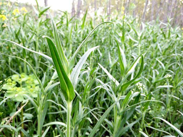 原创麦田里不光有麦瓶草还有一种救命菜如今吃过的人不多