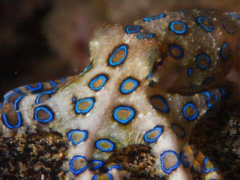 蓝环章鱼图片 毒性图片