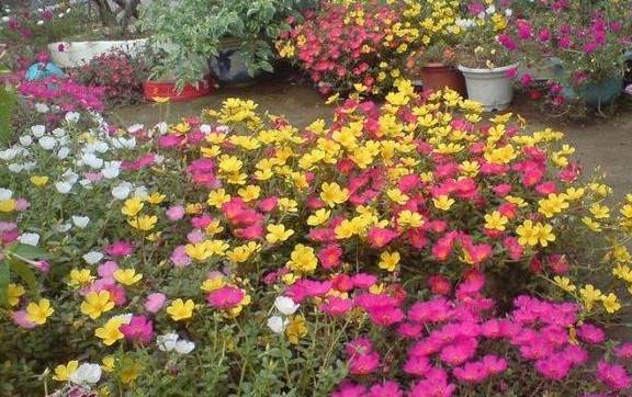 一进门放什么花好 dd7b9755e90d4f49b9f491ef5429a5bc.jpeg