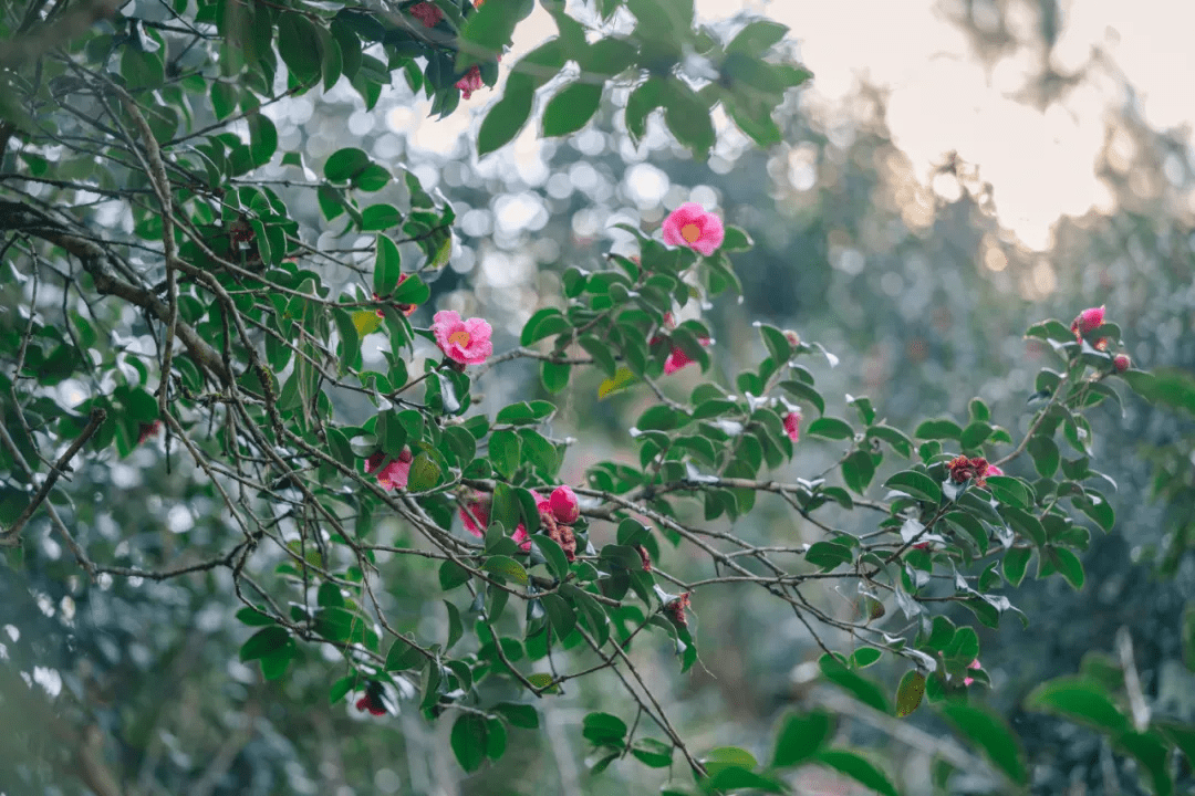 奖杯|“幸福腾冲 花开和睦”摄影大赛等你参与，超多大奖等你来拿！