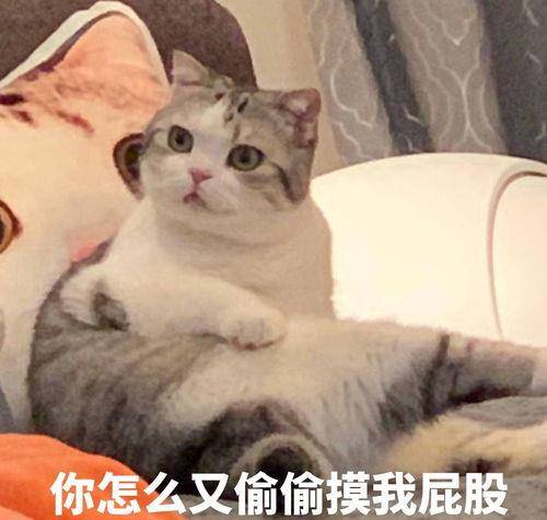 敏感点|猫咪为什么喜欢被“拍屁股”？原因有5点，很多人不知道