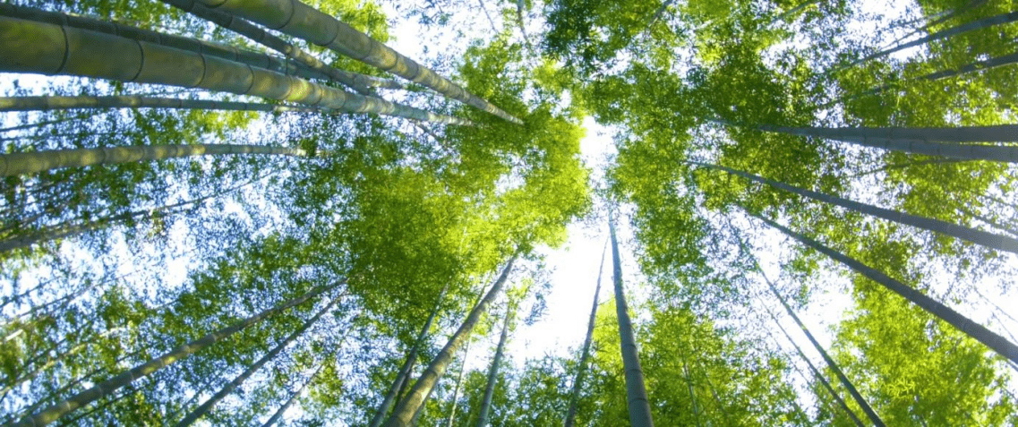 四川合江生态林竹工业园区获批为国家级示范园区