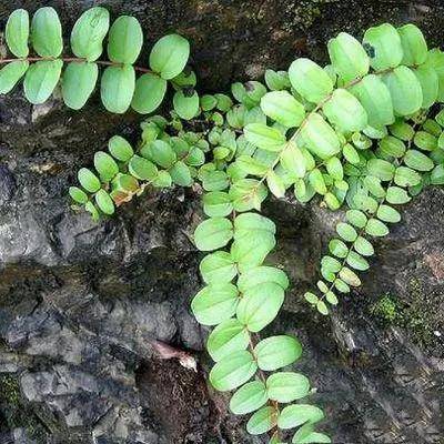 马桑叶的功效与作用清热解毒消肿止痛杀虫