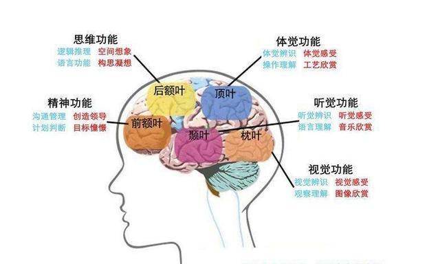 人体大脑功能分区图好色是一种由大脑发出的信号