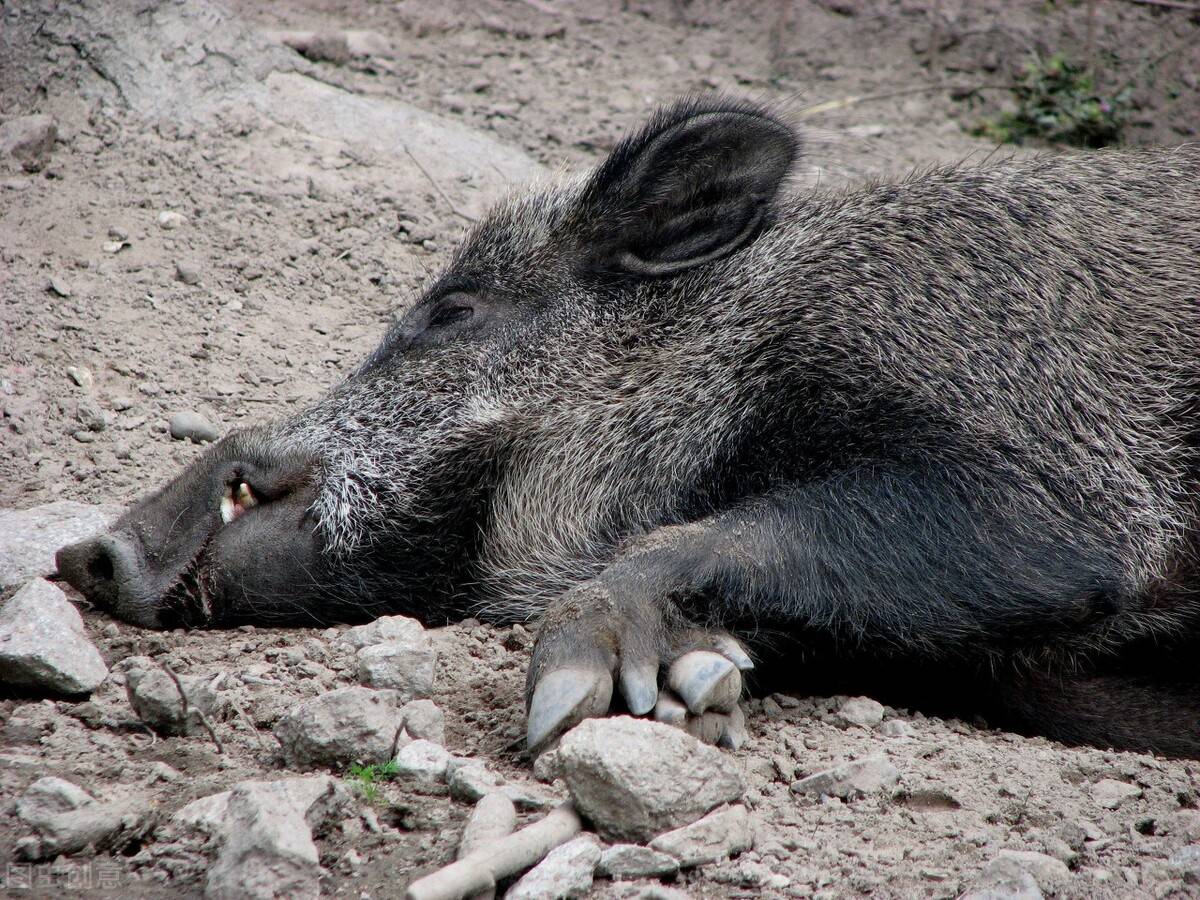 ★打只野猪，惹来狼群跟踪