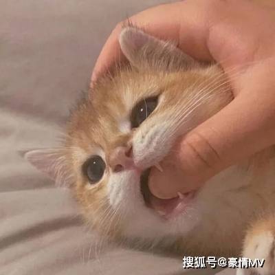 可爱的小猫小狗头像图片_头像_小猫_小狗