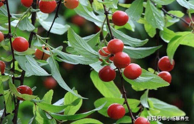 百合含有秋水仙鹼以及生物鹼成分,對於餘熱未消,失眠多夢等有著很好的