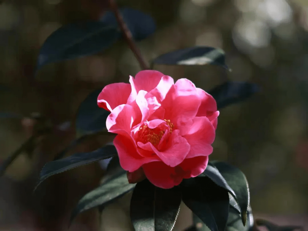 花朵|腾冲来凤茶花园里春色满园