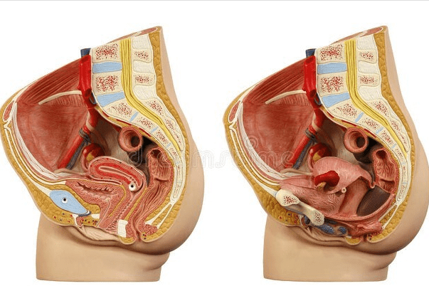 良性附件囊肿:生理性囊肿(卵泡或黄体囊肿),子宫内膜异位症囊肿,双侧