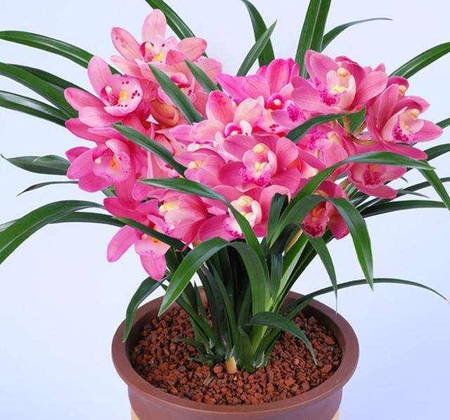 它被誉为 香花之王 花姿俊美 香味浓烈 花开自带 仙气 兰花 开花 效果