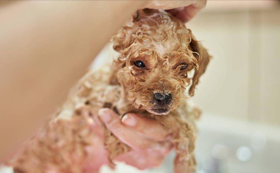 凝胶|为什么有些狗狗不爱？除了纯粹的讨厌外，还有其他原因