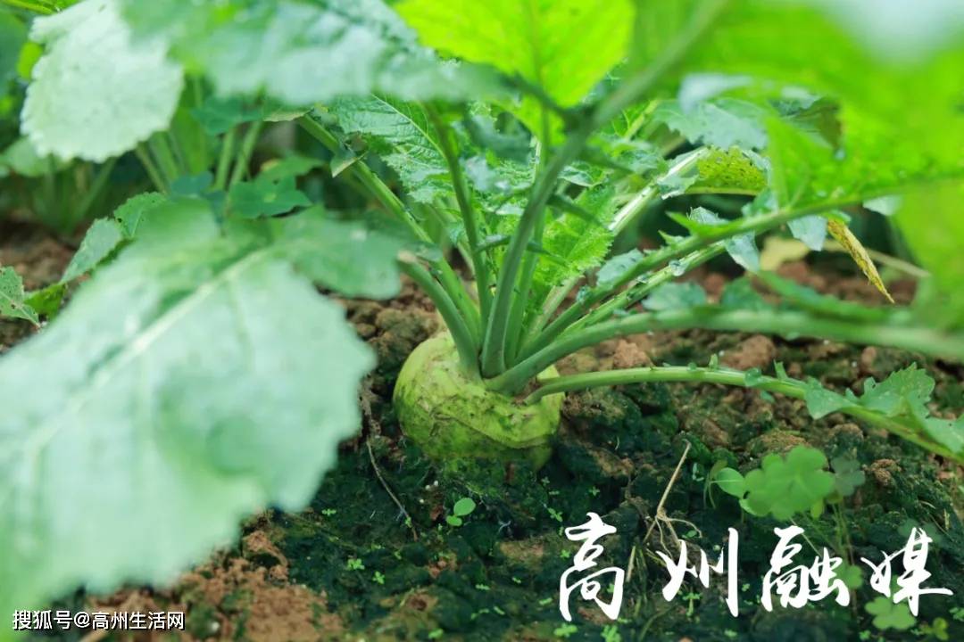 大頭菜_種植_銷售