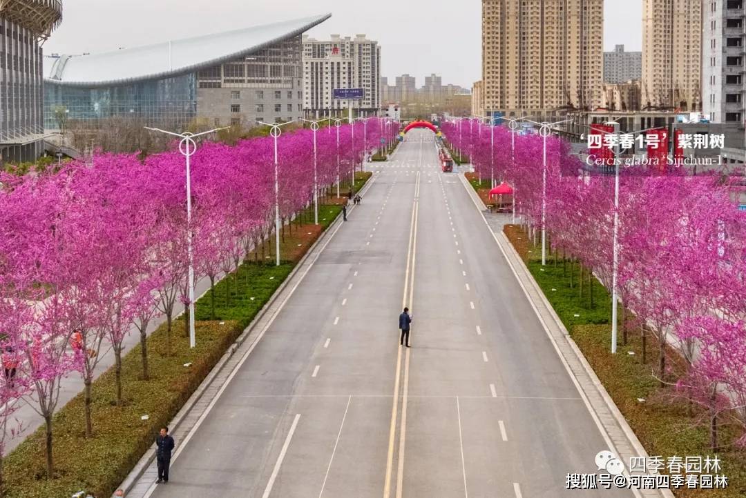 四季春1号紫荆树做行道树时的设计施工养护建议
