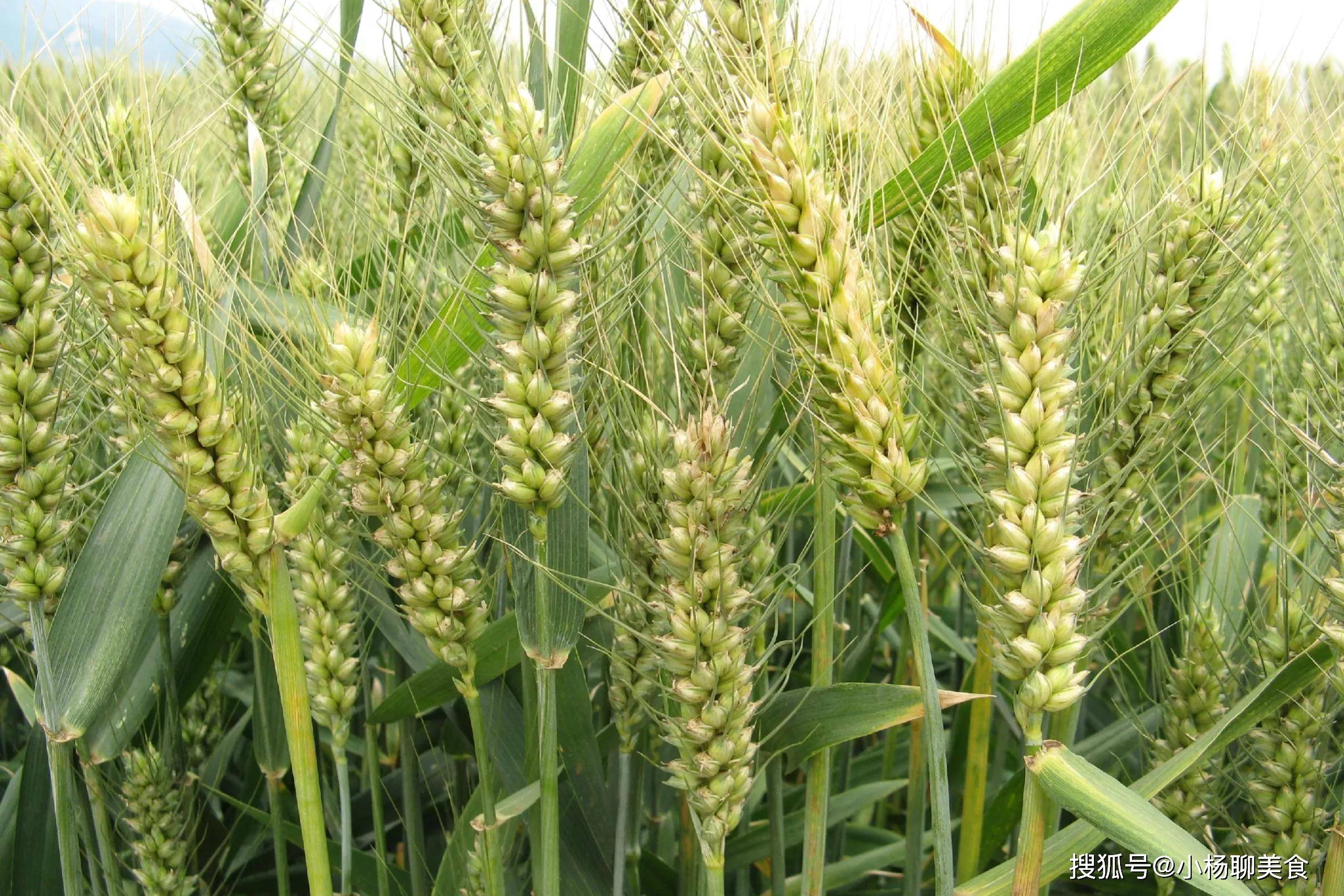 同样是面粉 春麦面 和 冬麦面 差别可不小 学会再买不吃亏 小麦 面的 用途