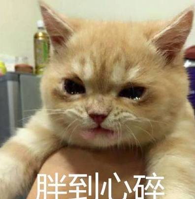 什么|十个橘猫九个胖，还有一个“压塌炕”，橘猫是怎样变成“猪”的？