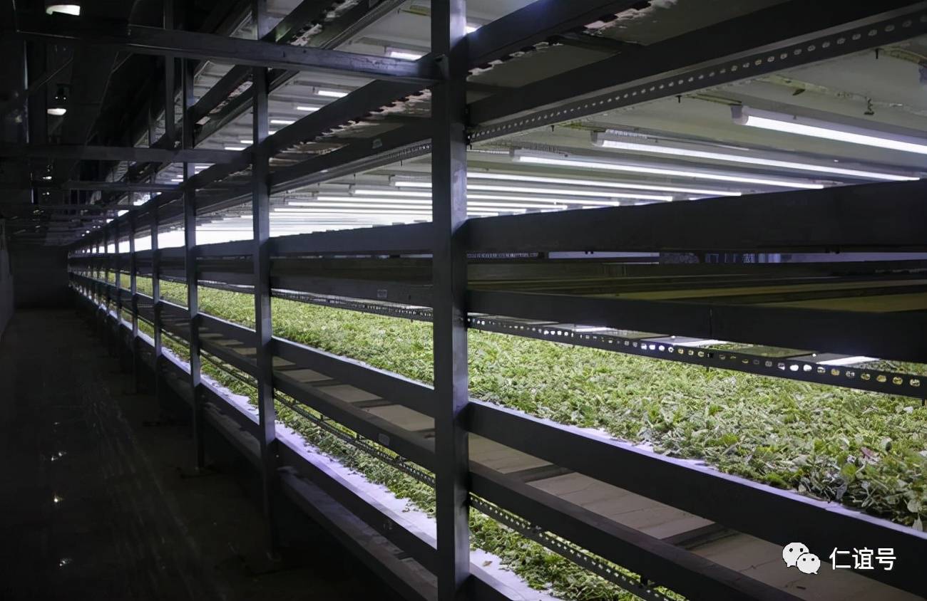 福鼎|云南古树白茶VS福建白茶