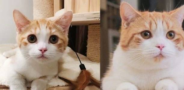 什么|十个橘猫九个胖，还有一个“压塌炕”，橘猫是怎样变成“猪”的？