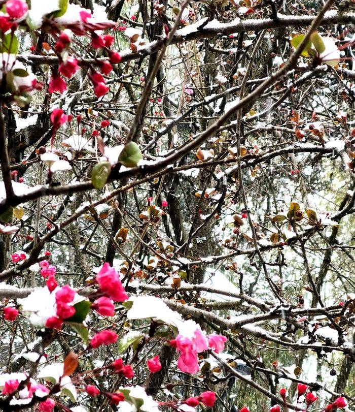 日子|昆明下雪了！春城的雪景真美丽！