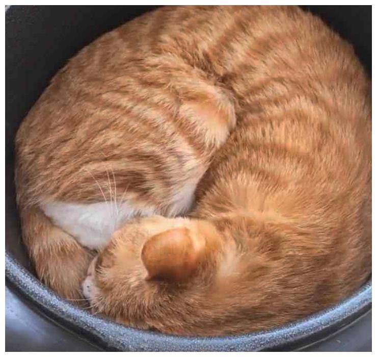 睡觉觉|猫咪在电饭煲中睡觉觉，主人本想骂，看到笑喷