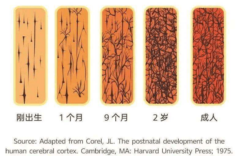 哈弗大學分享兒童大腦發育的3大秘密尤其是第二個