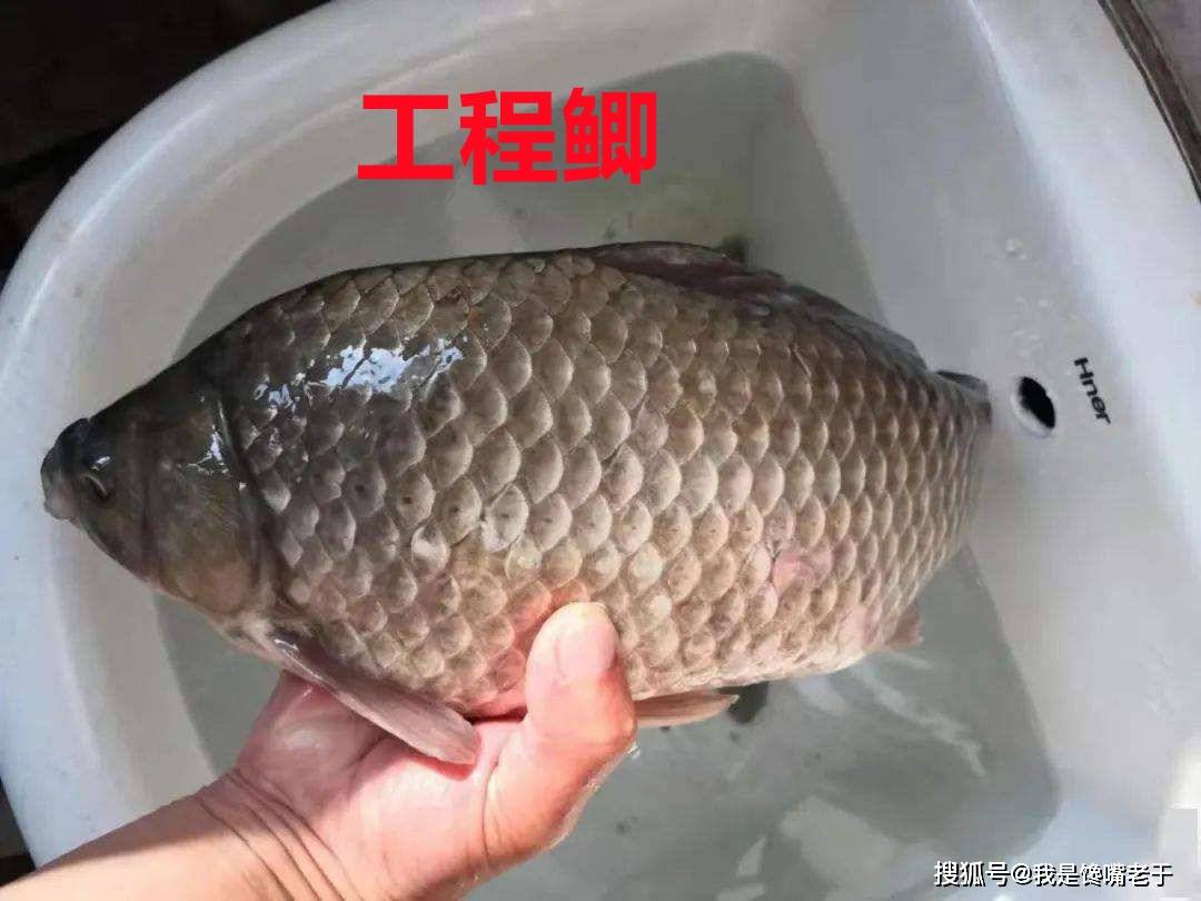 “它”常被冒充野生鲫鱼卖,价格高肉质差,很多人不知道,还在买
何谓工程鲫?有哪些特点?挑选野生鲫的方法