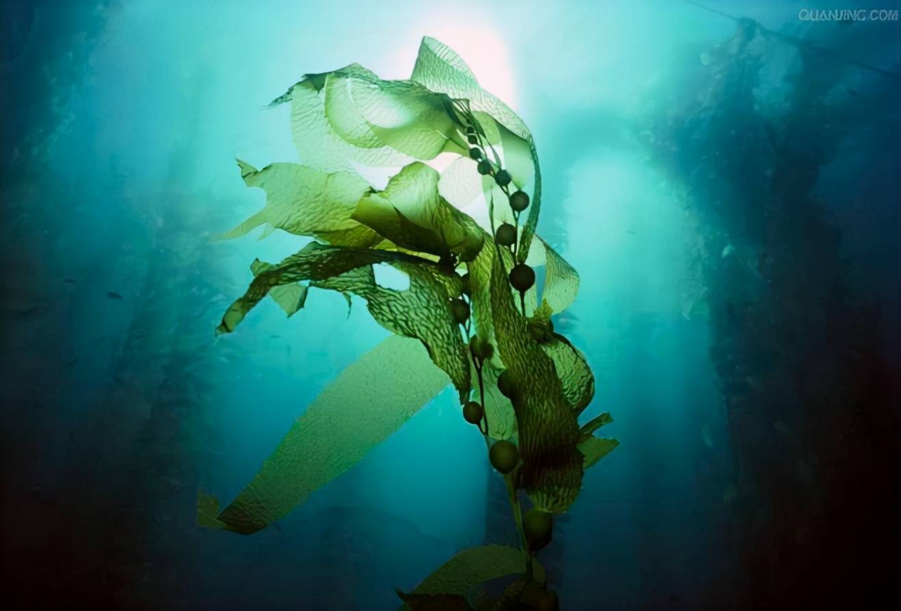 护肤品中有各种各样不同藻类的提取物——奥氏海藻,大叶海藻,深海巨