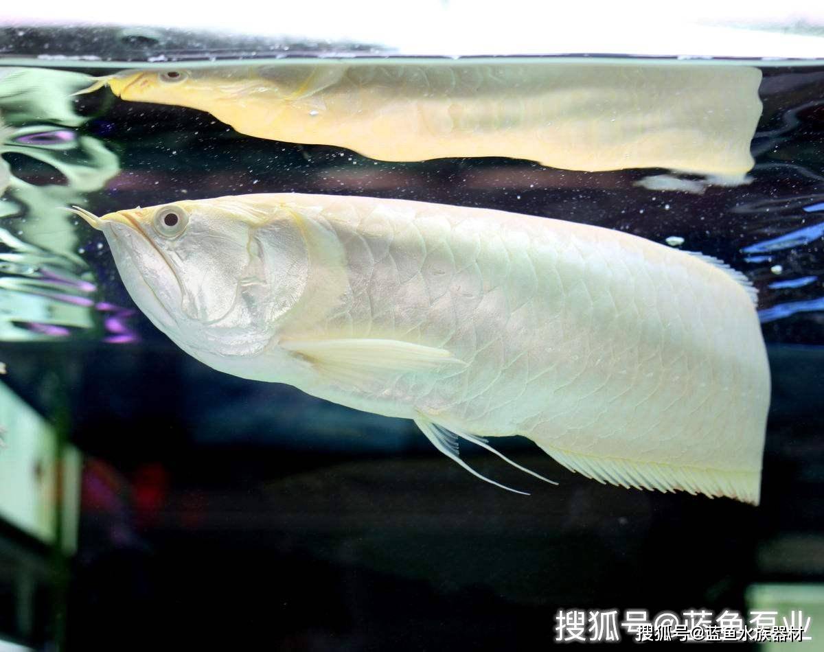 龍魚品種及龍魚常見品種介紹