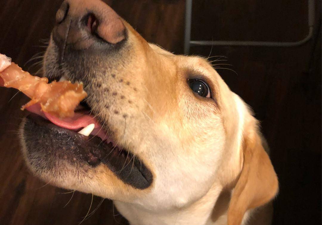 名字|养狗半年后,竟然挖掘出10个“神奇现象”!