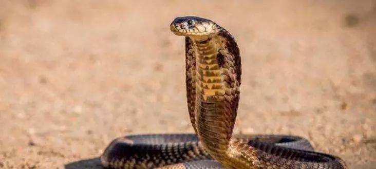 一條蛇打破瞭網絡電影特效的天花板 網友們都嗨起來瞭 良品联社 一條蛇打破瞭網絡電影特效的天花板 網友們都嗨起來瞭 良品联社