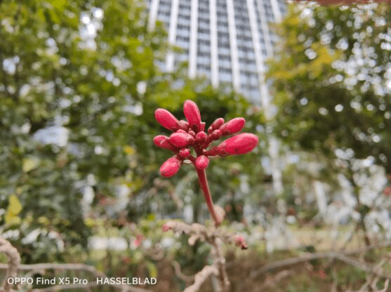 OPPO Find X5 系列发布 OPPO Find X5 Pro 版更配喔！