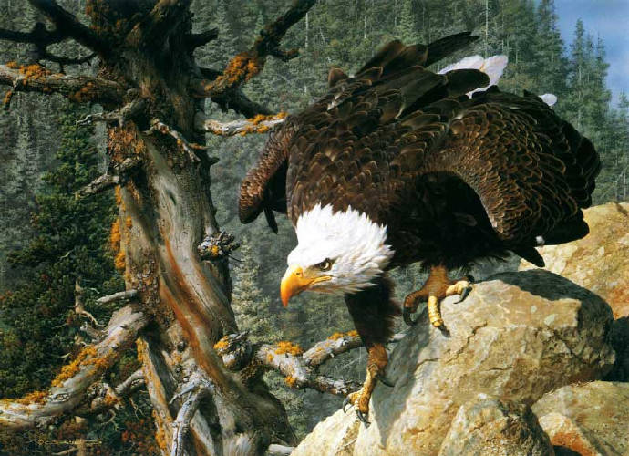 大师佳作carlbrenders超写实的野生动物油画一