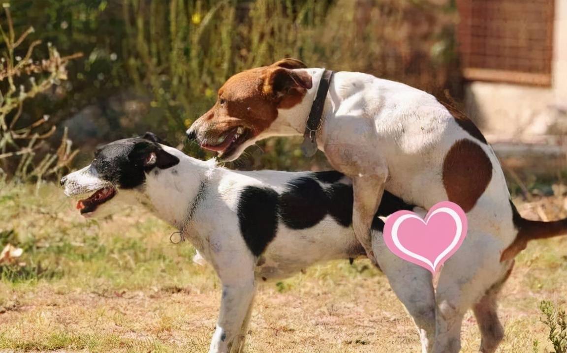 狗界的帅哥美女,狗狗选择配偶的标准?毫无原则?_公狗_pei_比武