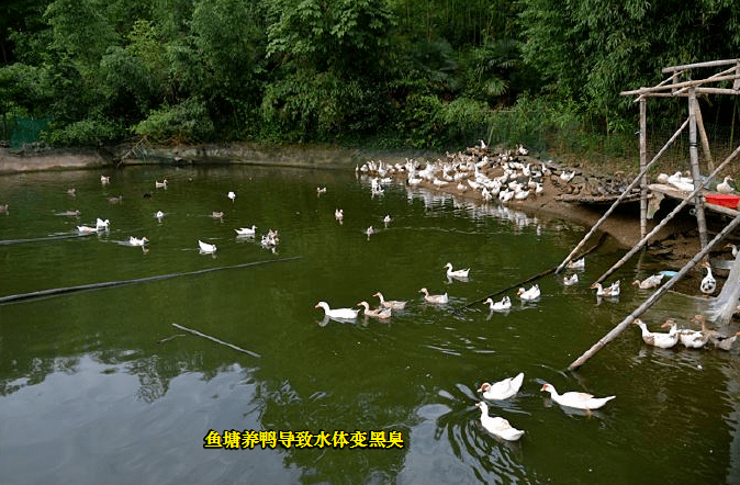 一般每隻鴨子每年拉出的鴨屎可以達到100斤左右,這些鴨屎落入魚塘中