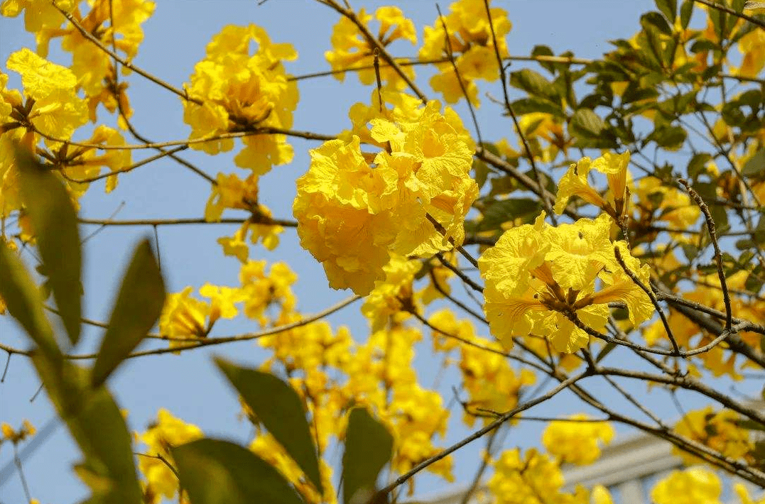 茂名市市花图片