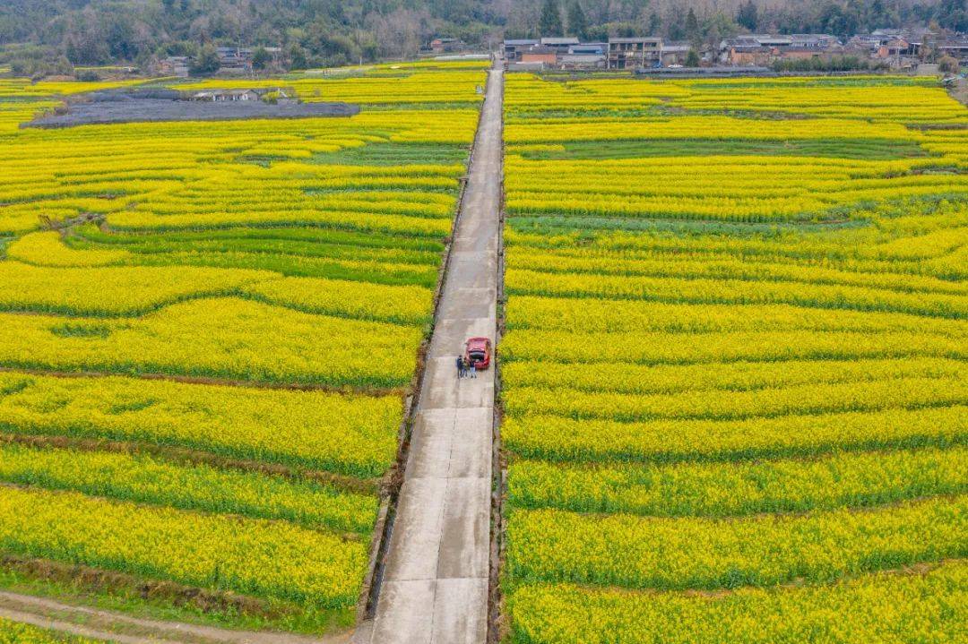 油菜花|【人民网图集】云南腾冲15万亩的油菜花已经绽放，你还不来？