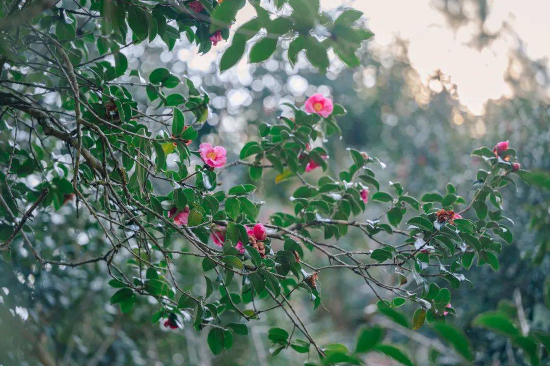 季节|传统村落丨你知道最近这个季节，腾冲哪个传统古村落最适合游玩吗