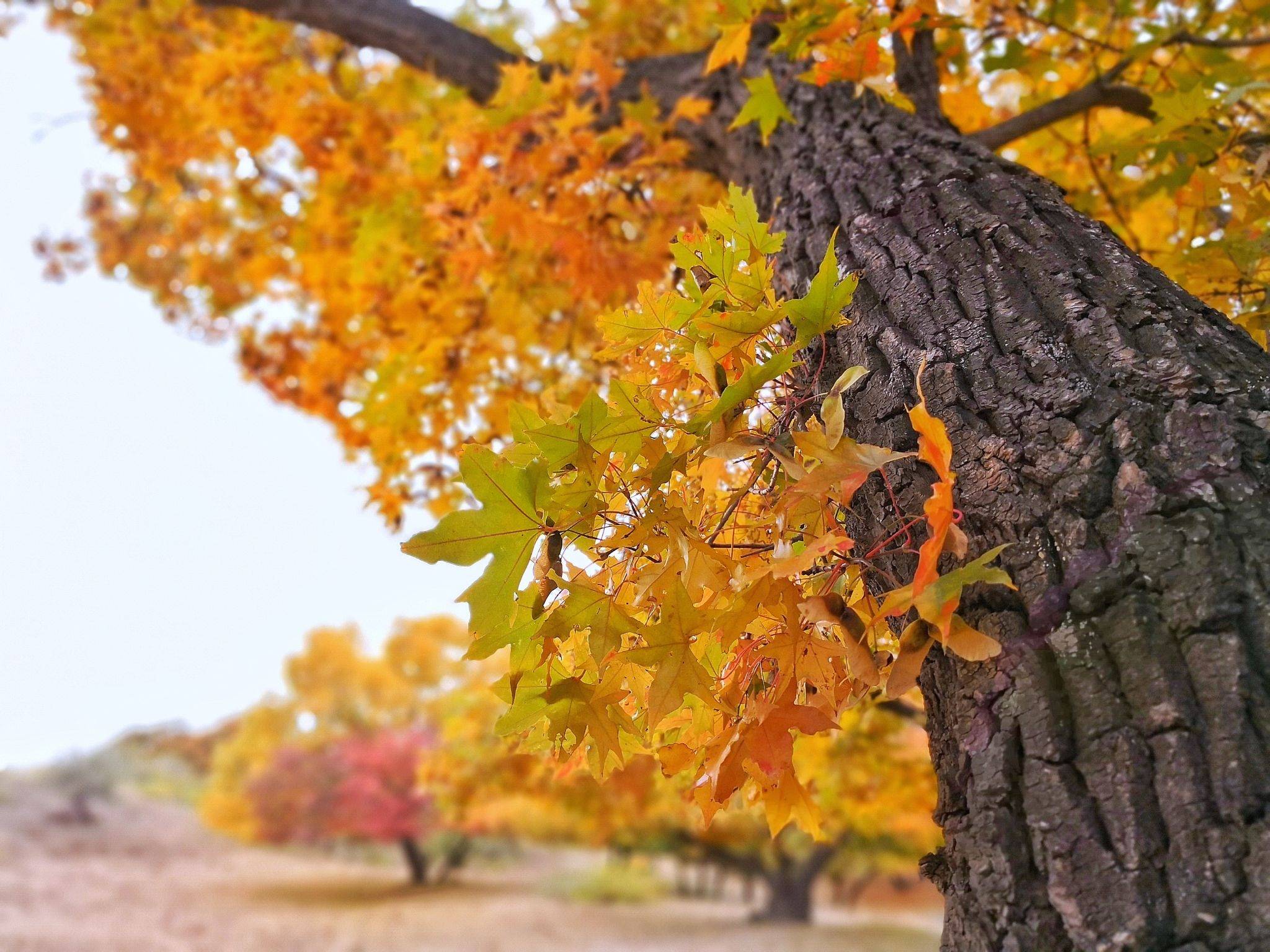 元宝枫不仅可以观赏而且还有收益