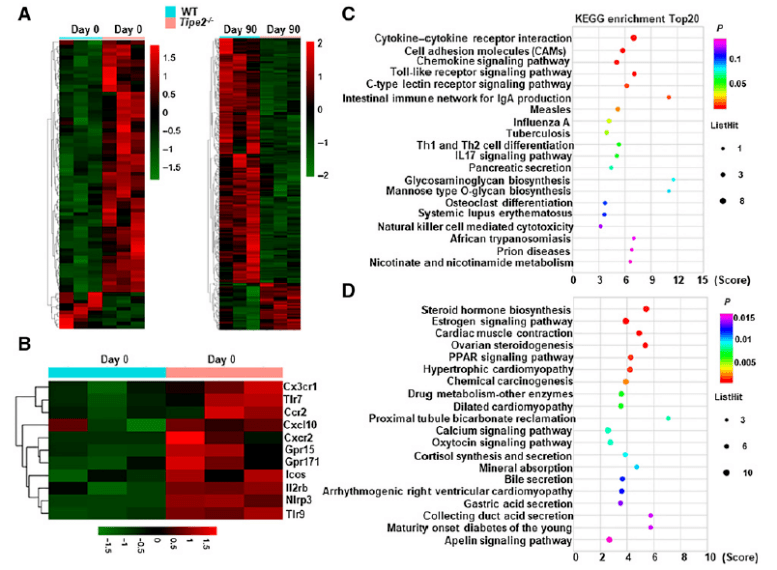 转录组测序16s宏基因组等多项技术探究结直肠癌抗肿瘤免疫应答