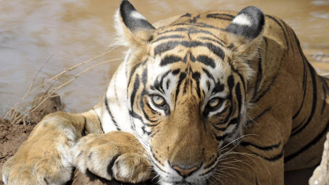 鳄鱼杀手玛琪莉:2003年杀死3.7米巨鳄,去世后印度为其举行葬礼_母亲_