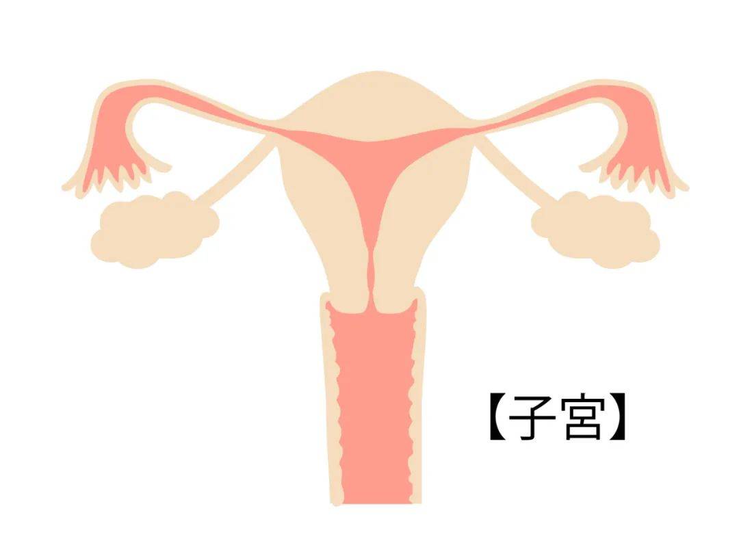 1怀孕前就患有阴道炎疾病的女性,最好先治疗好,再考虑备孕2