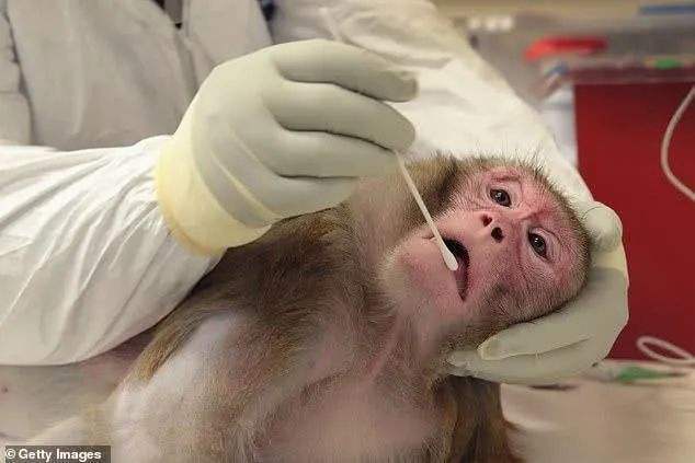 猴子解剖实验图片