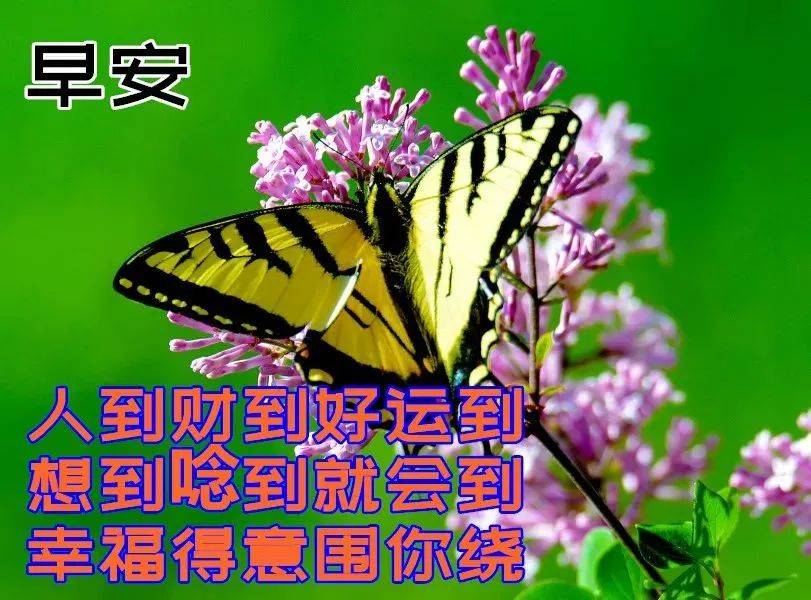 e3361afbedea417abba47a21c8e218f8.jpeg