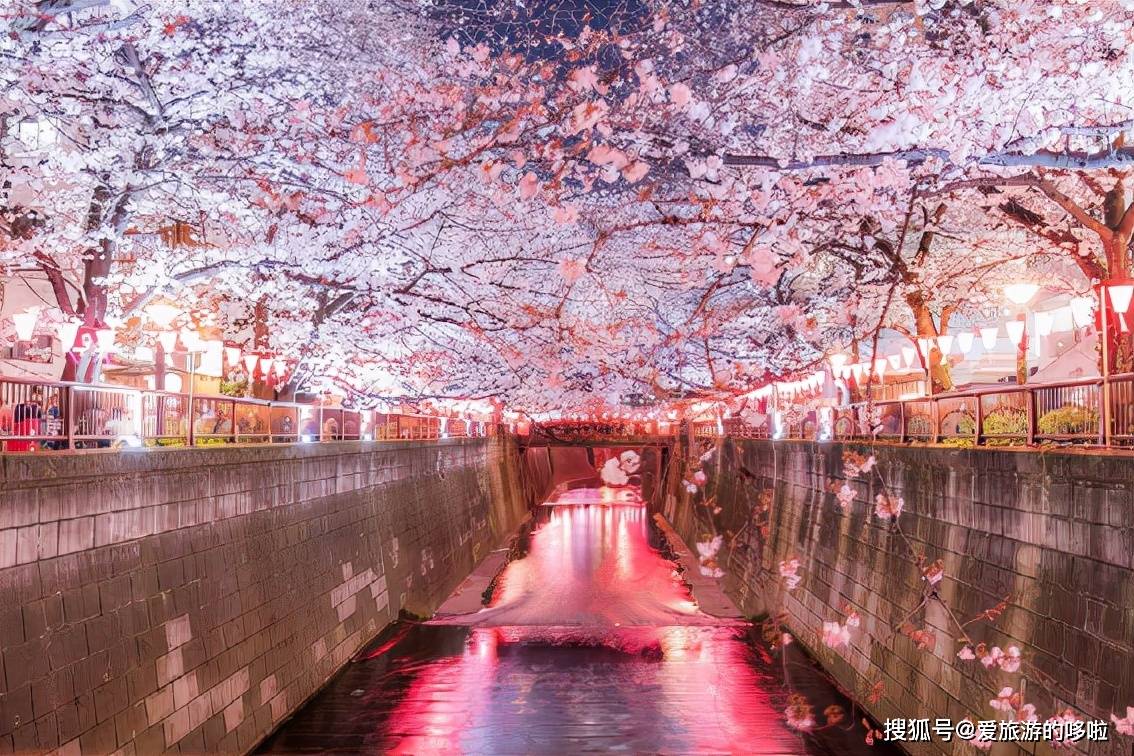 日本2022年樱花开花预报出炉盘点那些大家都爱去的赏樱名地