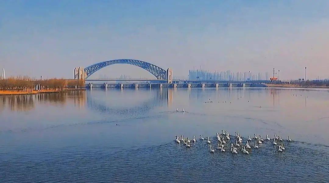 景区|网红桥畔：白天鹅的新家园
