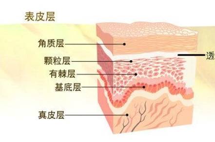 真皮为什么肌肤会出现皱纹？保养它的同时，首先要想了解原由呢！