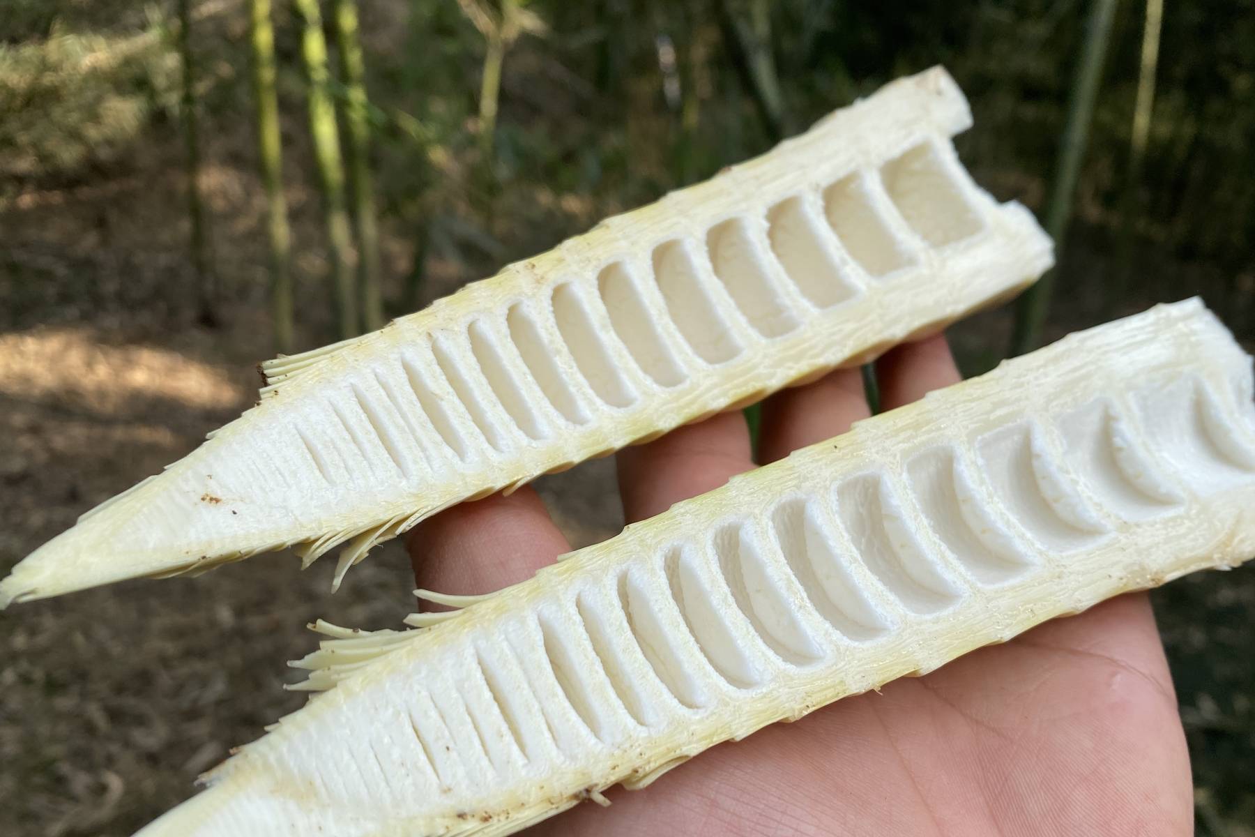 原创
买竹笋时,挑粗的还是长的?牢记2点,竹笋又脆又嫩还新鲜