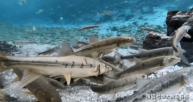 会放屁的鱼类,能用“屁”来交流,人类还差点因它的屁爆发战争!