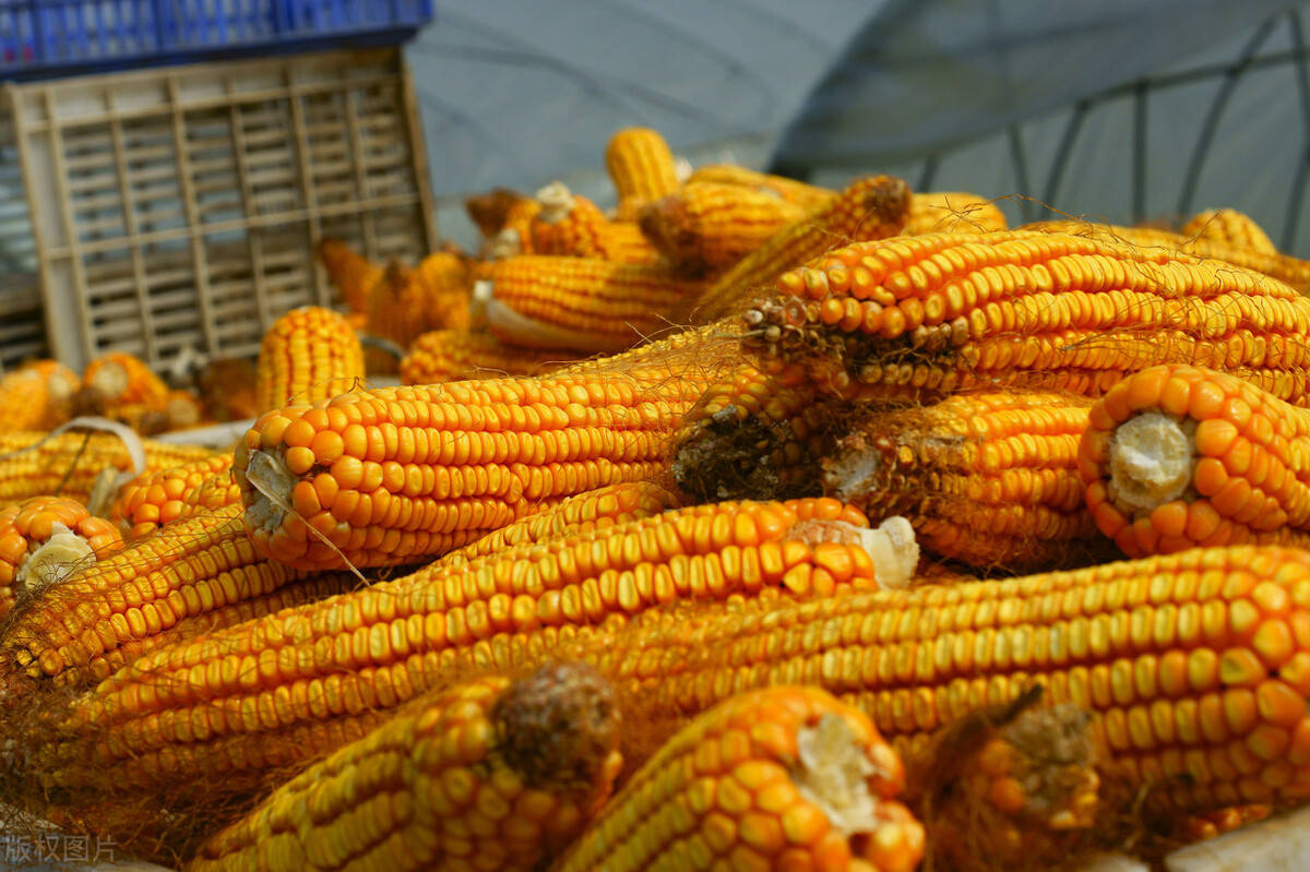 全球|小麦站上1.7元,玉米能冲破1.5元吗?答案来了