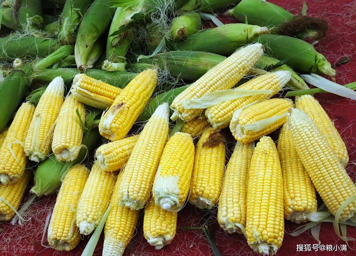 调整|3月4日玉米最新行情：山东开落！东北大涨，最高50元！