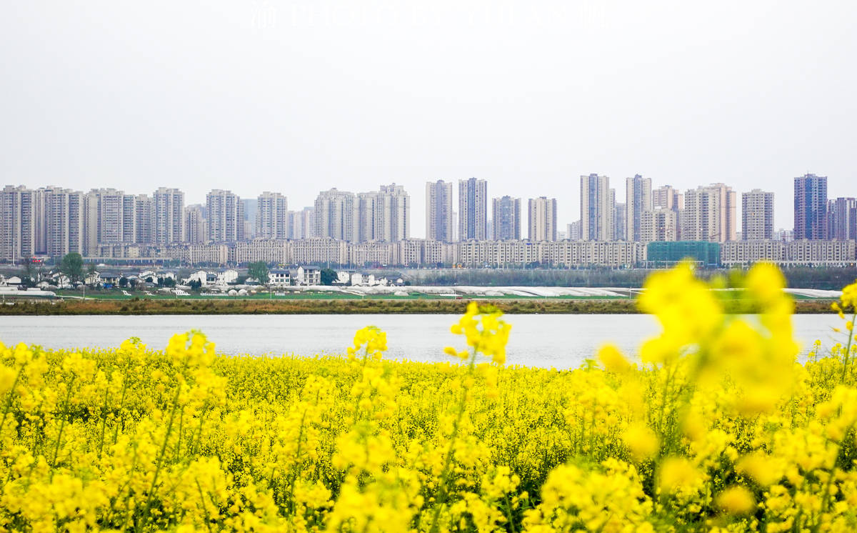 潼南|中国最美的城市油菜花海，花已开好遍地流金，免费开放，就在重庆